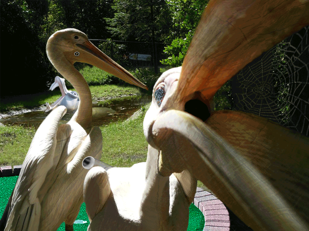 Pelicans - Hole in One